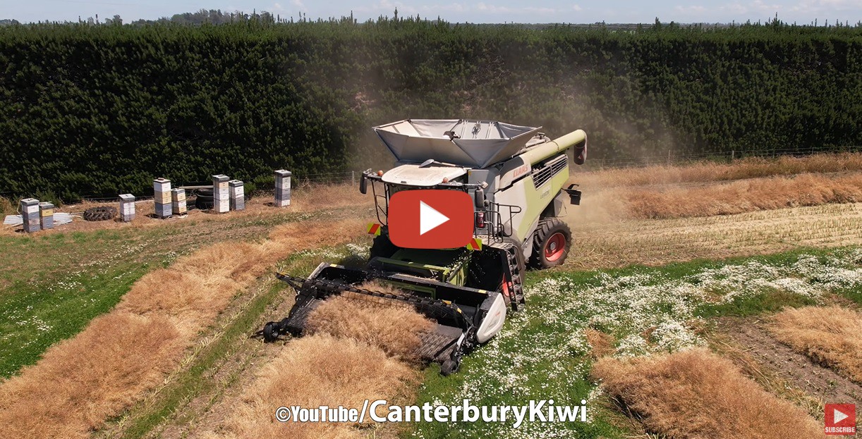 Rapsernte Mit Claas Lexion 8700 In Neuseeland 2023 Canterbury Kiwi