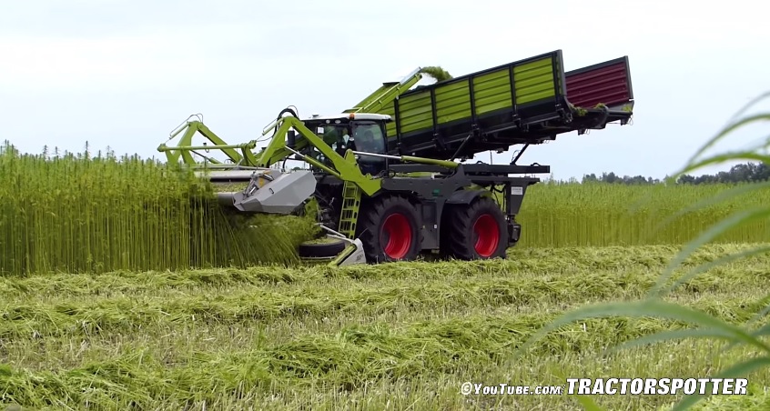 Industrie Hanf Ernten Mit Eine Umgebauten Claas Xerion 4000